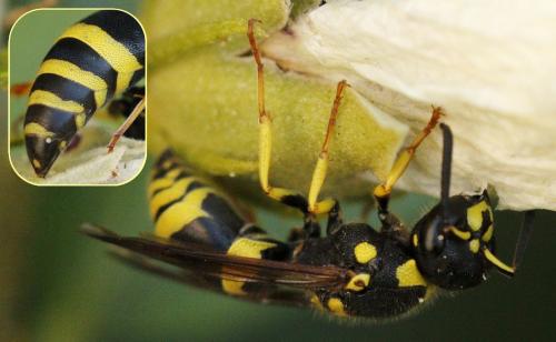 Réf. 240 553 : Ancistrocerus sp.